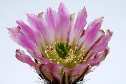 Echinocereus pectinatus Derramaderos, SLP, MEX 