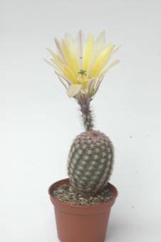 Echinocereus pectinatus ssp. rutowiorum DU28 