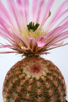 Echinocereus pectinatus Tierra Blanca, Gto, MEX 