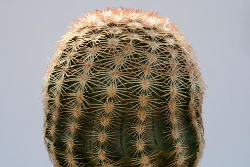 Echinocereus pectinatus ssp. wenigeri La Babia, Coah, MEX 