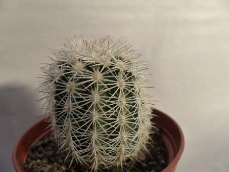 Echinocereus pectinatus ssp. wenigeri HK1961 Langtry, Tx, USA 