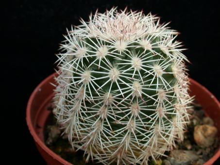 Echinocereus pectinatus ssp. wenigeri *2^ SB380 Val Verde Co., TX, USA 