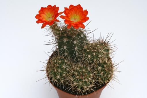 Echinocereus polyacanthus Las Minas Navidad, Dur, MEX 