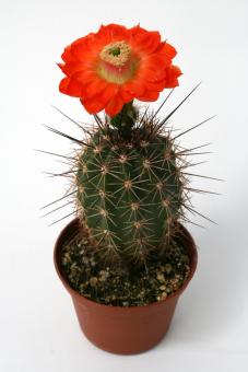 Echinocereus polyacanthus Zaragoza, Chi, MEX 