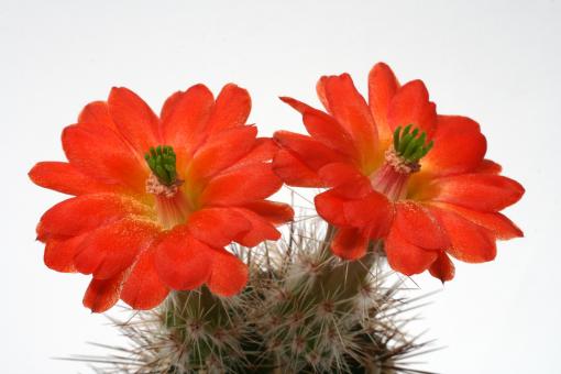 Echinocereus polyacanthus Lz1379 