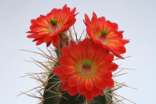 Echinocereus polyacanthus MEX 40, km 58 
