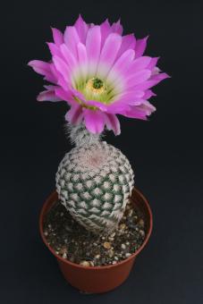 Echinocereus primolanatus   Cuatro Ciénegas, Coah, MEX 