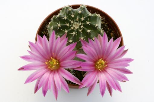 Echinocereus pulchellus ssp. amoenus San Felipe 