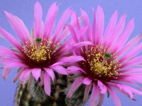 Echinocereus reichenbachii *1^ südl. Coahuila 