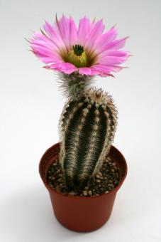 Echinocereus reichenbachii ssp. perbellus *1^  Belva, OK, USA 