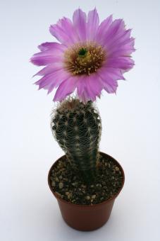 Echinocereus reichenbachii ssp. perbellus *1^ HK1334 Quay Co., NM, USA 