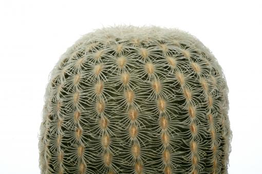 Echinocereus rigidissimus ssp. rubispinus albispinus PG456 Alamos, Sonora, MEX 