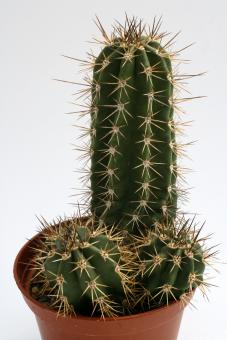 Echinocereus rischeri Nabogame, Chi, MEX 