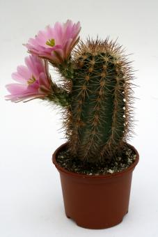 Echinocereus roetteri *2^ TO337 Jarilla Mts., NM, USA 