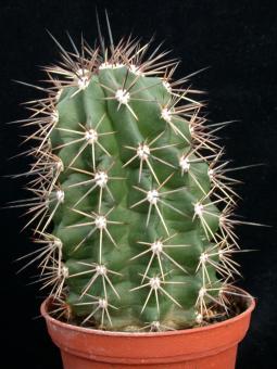 Echinocereus roetteri *2^ TO337 Jarilla Mts., NM, USA 