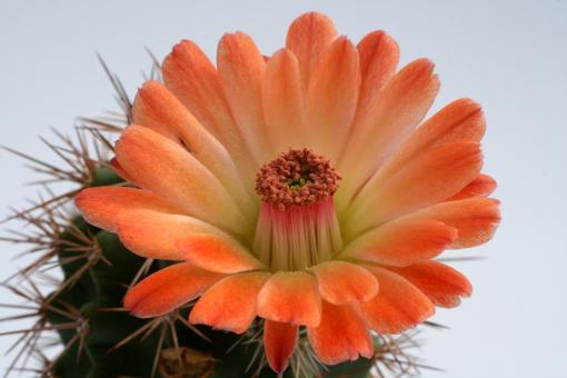 Echinocereus roetteri Orogrande, NM, USA 
