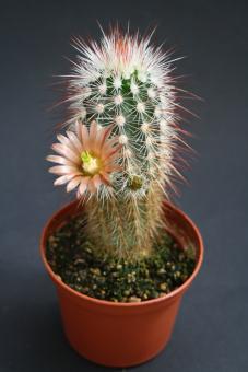 Echinocereus russanthus % MAO0302 Persimmon Gap, Texas, USA 