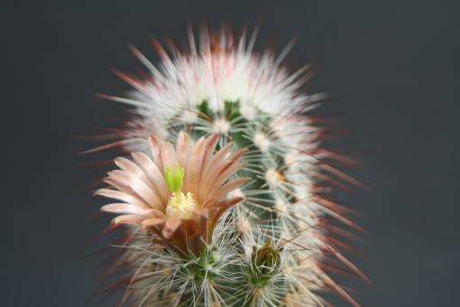Echinocereus russanthus %  Mule Overlook,TX, USA 