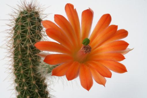 Echinocereus sanpedroensis Son, MEX 