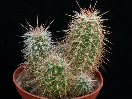 Echinocereus sanpedroensis Son, MEX 