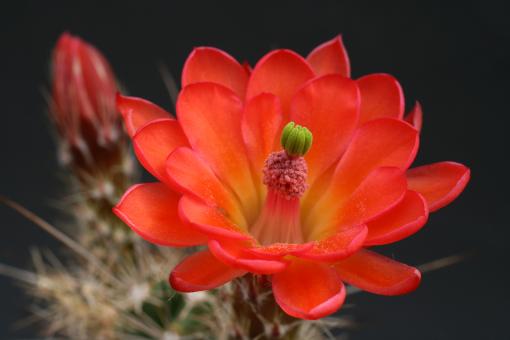 Echinocereus santaritensis Parker Lake, AZ, USA 