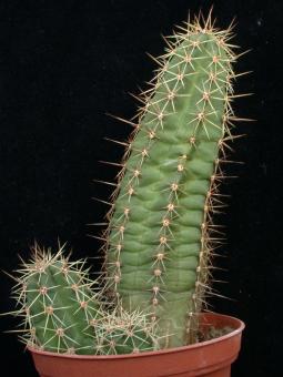 Echinocereus scheeri Estacion Divisadero, Chi, MEX 