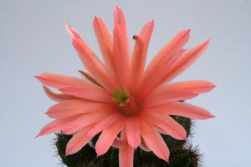 Echinocereus scheeri Yecora-San Niclas, km277, Son, MEX 