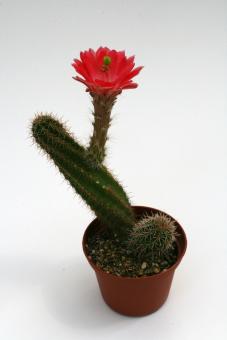 Echinocereus scheeri ssp. paridensis Ri313 Choix, Real Blanco 