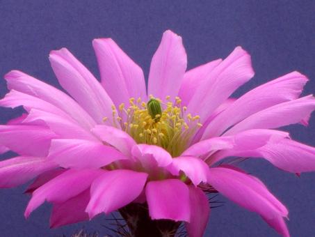 Echinocereus scopulorum ssp. pseudopectinatus MAO71 