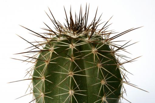 Echinocereus stoloniferus ssp. tayopensis Yecora, Son, MEX 