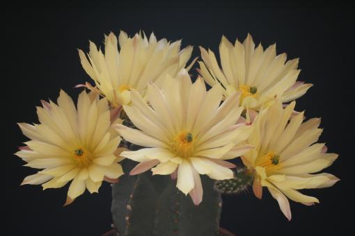 Echinocereus subinermis 