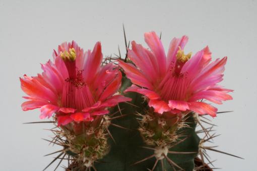 Echinocereus triglochidiatus *2^ % 