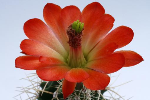 Echinocereus triglochidiatus *1^ % Pilar, Taos, NM, USA 