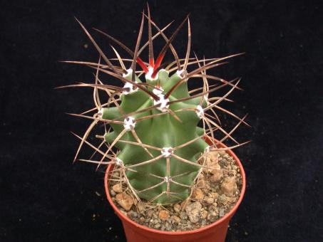 Echinocereus triglochidiatus ssp. gonacanthus *1^ % LZ770 White Sands, National Monument, NM, USA, 1250m 