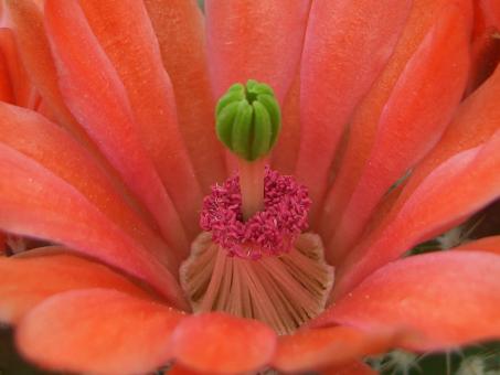 Echinocereus triglochidiatus ssp. gonacanthus *2^ % La Luz, NM, USA 
