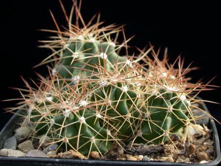 Echinocereus triglochidiatus ssp. mojavensis % Bicknell, Wayne Co., UT, USA 