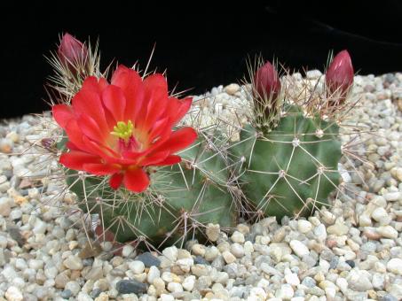 Echinocereus triglochidiatus ssp. mojavensis *2^ % Big Bear, Lake CA, USA, 1600m, Grants, NM, USA 
