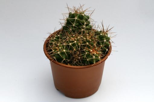 Echinocereus triglochidiatus ssp. mojavensis % *2^ Bicknell, Wayne Co., UT, USA 