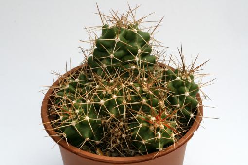 Echinocereus triglochidiatus ssp. mojavensis *1^ % Moab, Ut., USA 