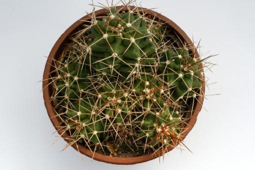 Echinocereus triglochidiatus ssp. mojavensis *2^ % Flagstaff, AZ, USA 