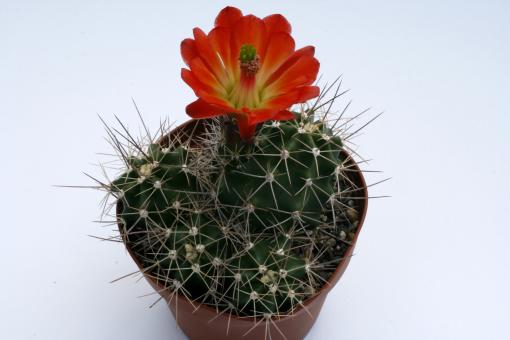 Echinocereus triglochidiatus ssp. mojavensis *2^ % Flagstaff, AZ, USA 