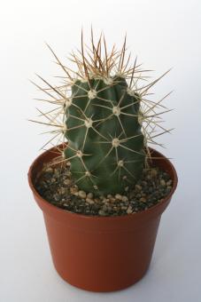 Echinocereus triglochidiatus ssp. mojavensis *2^ % Canyon de Chelly, AZ, USA 