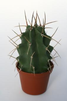 Echinocereus triglochidiatus ssp. subnudus *1^ % HK1040 Manzano, Torrance Co., NM, USA 