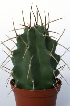 Echinocereus triglochidiatus ssp. subnudus *1^ % HK1040 Manzano, Torrance Co., NM, USA 