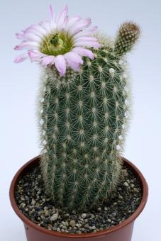 Echinocereus websterianus 