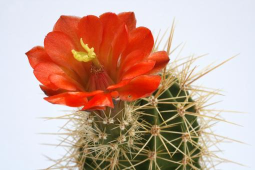 Echinocereus yavapaiensis TO316 