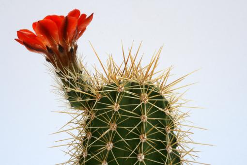 Echinocereus yavapaiensis 