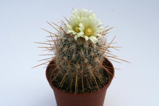 Echinofossulocactus albatus 