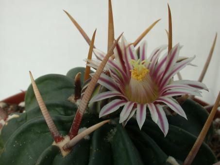 Echinofossulocactus coptonogonus Fresnillo to Valparaiso, Zac, MEX 