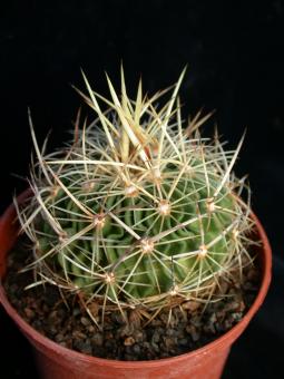 Echinofossulocactus crispatus N82/108 n. Cañada Morelos, Pueblo, MEX 